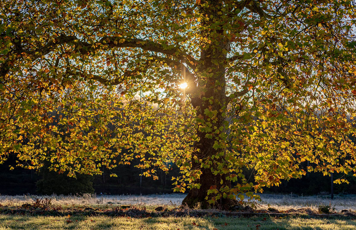 Bedgebury Park is a country estate in the Kent countryside